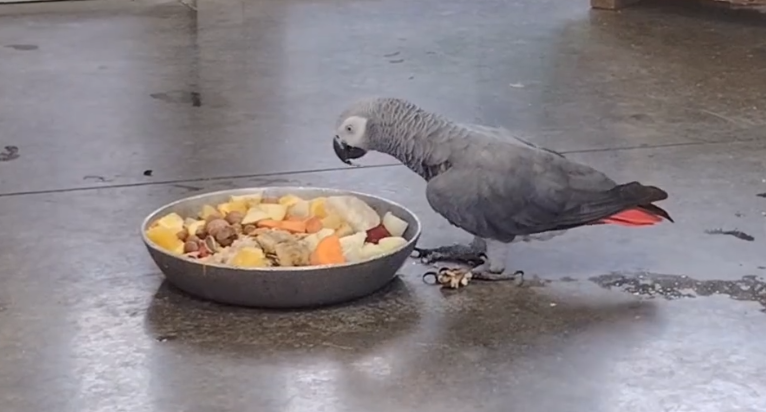 Жако по кличке Вова выбирает лакомства из фруктовой тарелки в липецком зоопарке