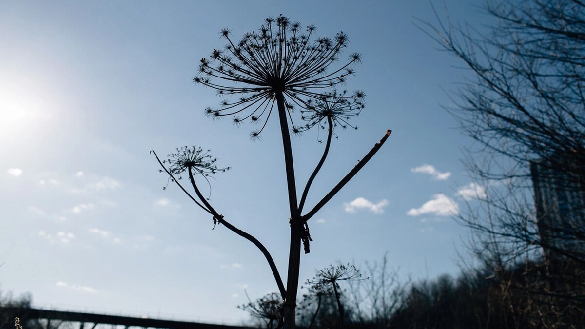    Все, что нужно знать о борщевике Сосновского   1MI