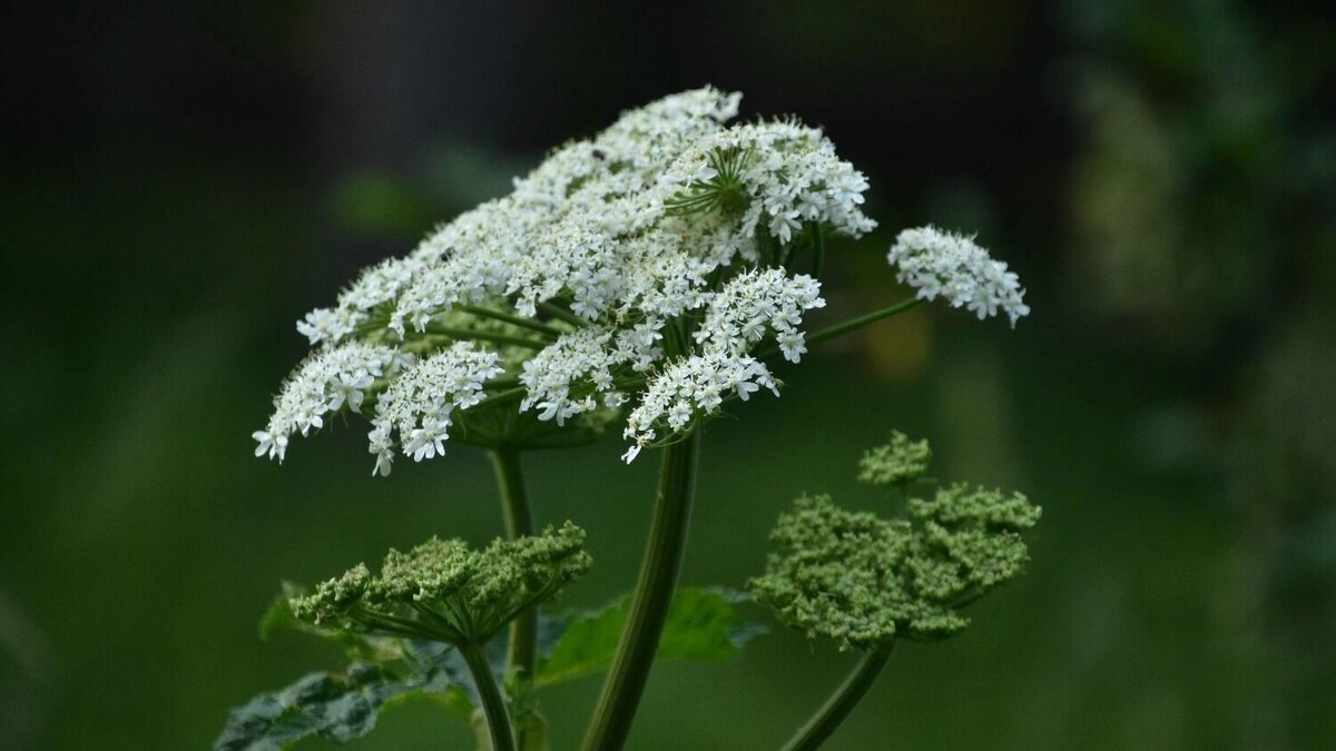    Белый зонтик — характерная примета борщевика   freepik.com