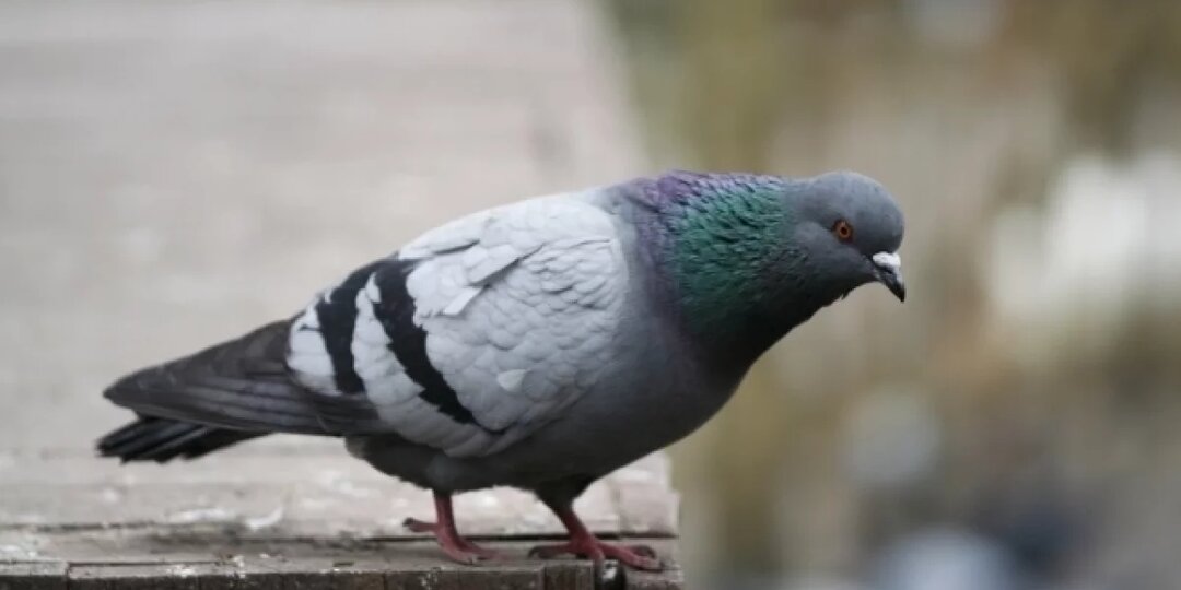 Петербуржец рассказал суду, зачем стрелял из арбалета в окна детсада