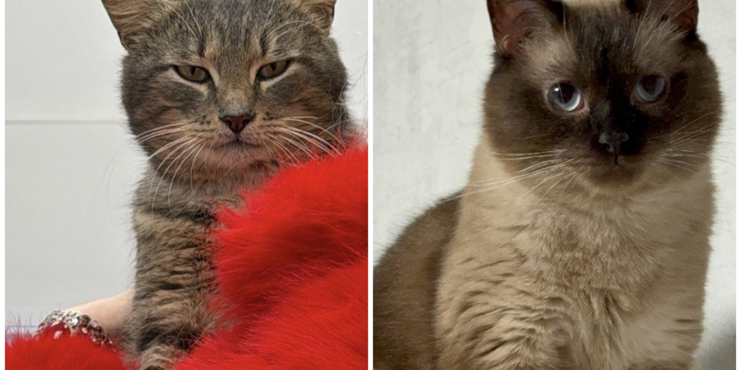 Котики "изгои" с передовой. Сима и Витюша