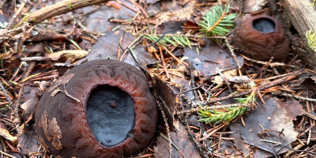 В нижегородском лесу нашли редчайший гриб из Красной книги России