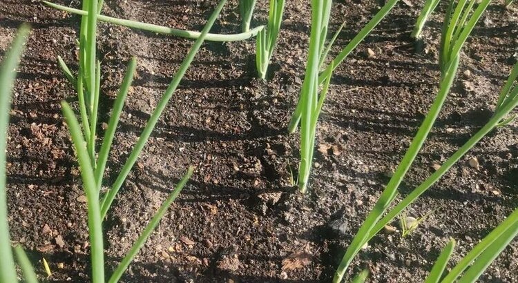 Чем подкормить озимый лук весной