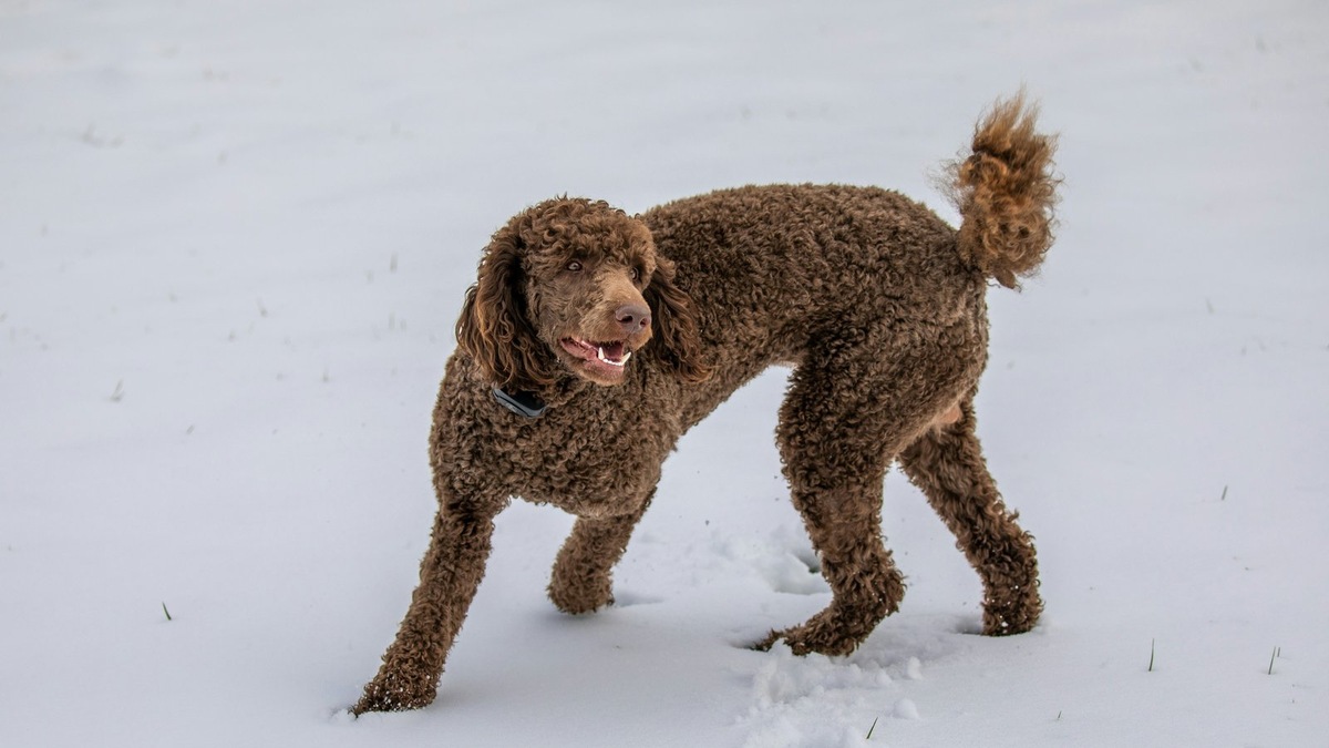    Кудрявая шерсть — не только красота, но и особенность, требующая внимания