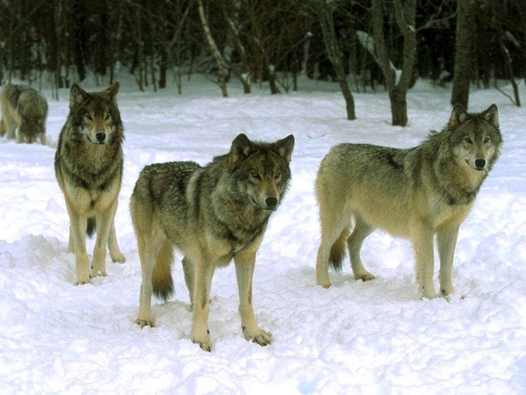 Стая