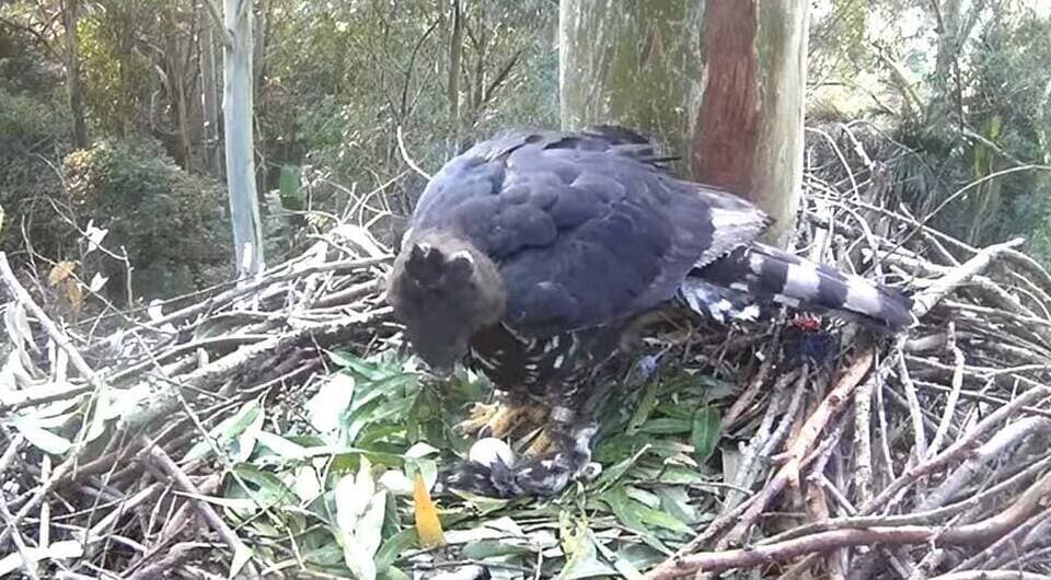   Petra Sumasgutner et al. / Journal of Raptor Research, 2026