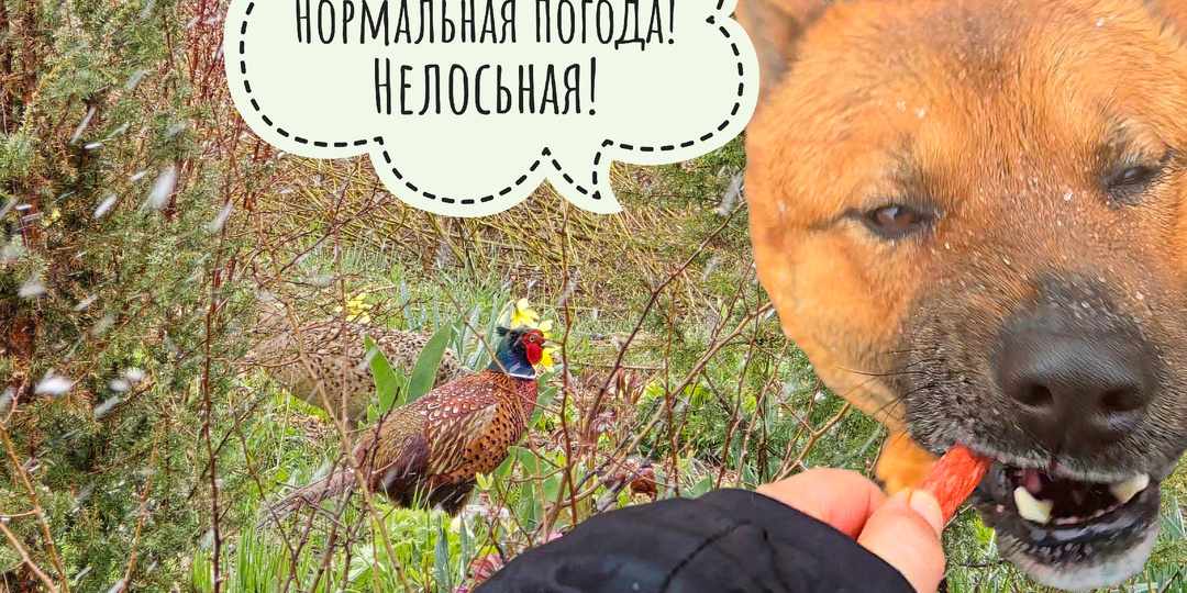 Ответы на самые популярные комментарии к видео с лосем. Влажные курочки гуляют под снегом и ветром