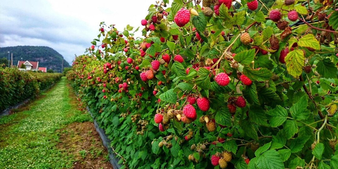 Саженцы малины: всё, что нужно знать для богатого урожая