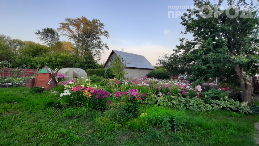 Не варёную, не мытую, просто сухую: разбрасываю эту крупу по даче — муравьи уходят, клещи обходят, а почва становится лучше