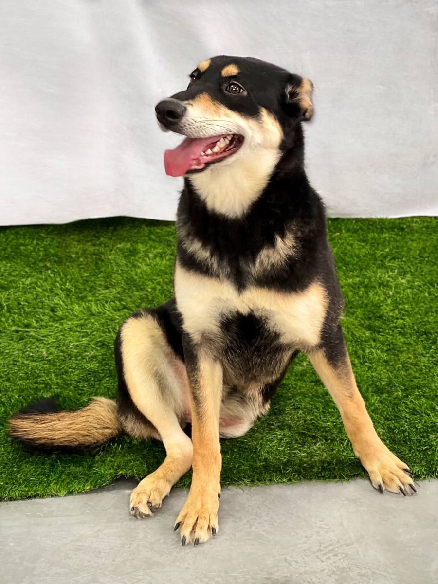 Фотография красотки по имени Бублик