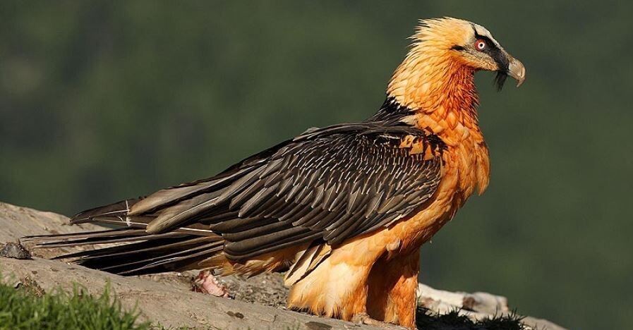 Источник: au.pinterest.com