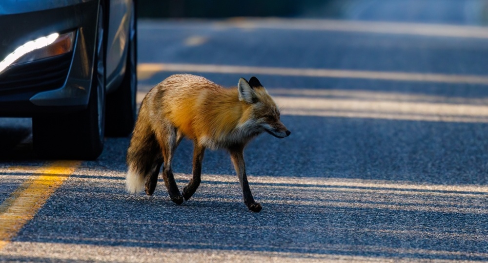 Дикая ласковая лиса — это совсем не мило: ещё раз о бешенстве