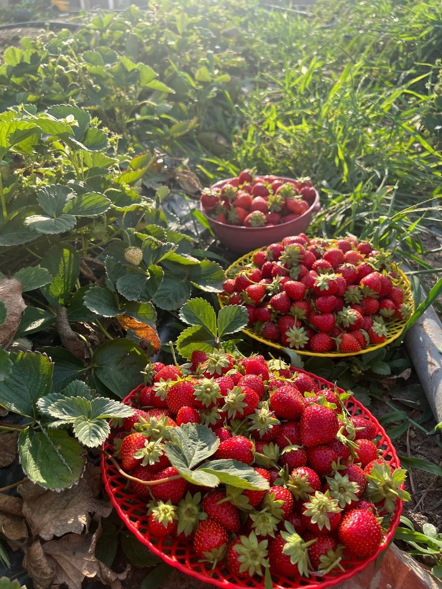 чем подкормить клубнику весной