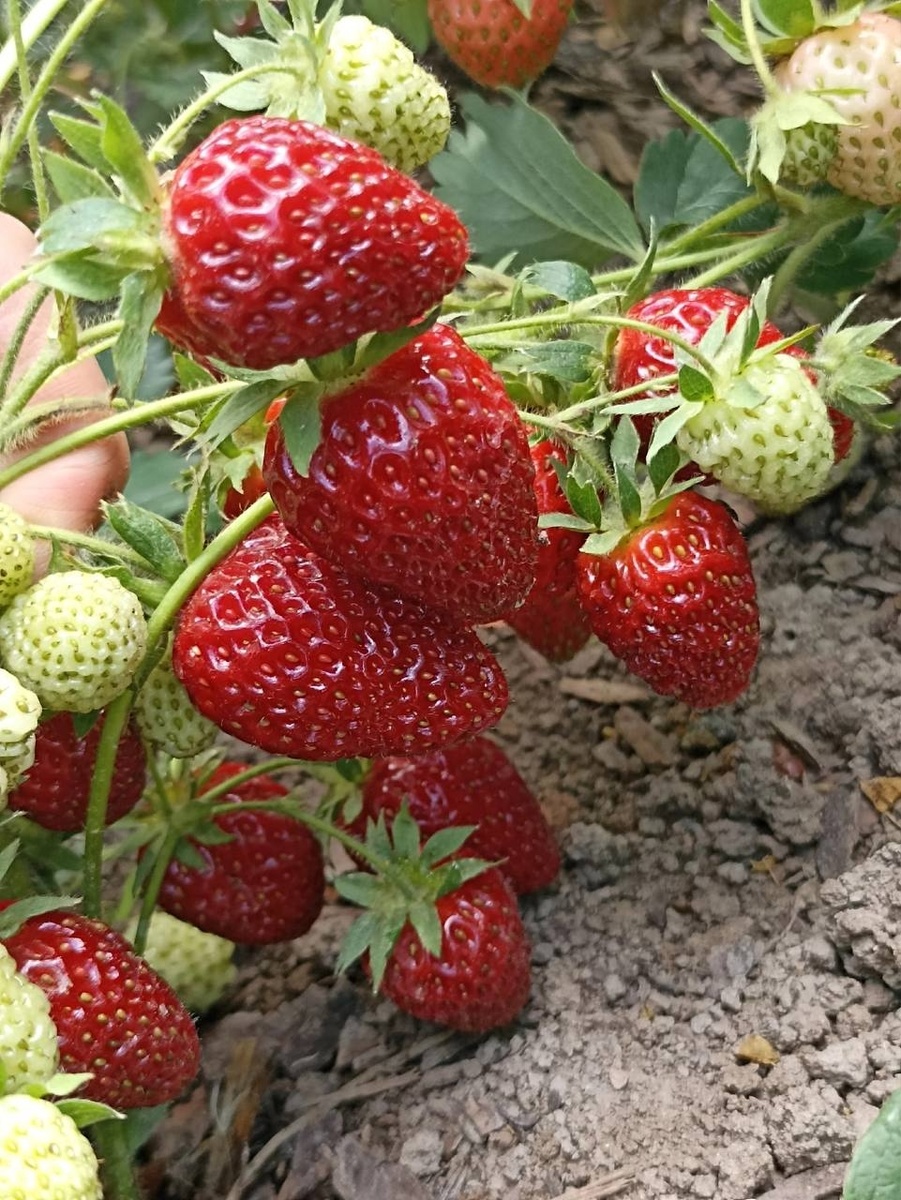 как ухаживать за клубникой весной