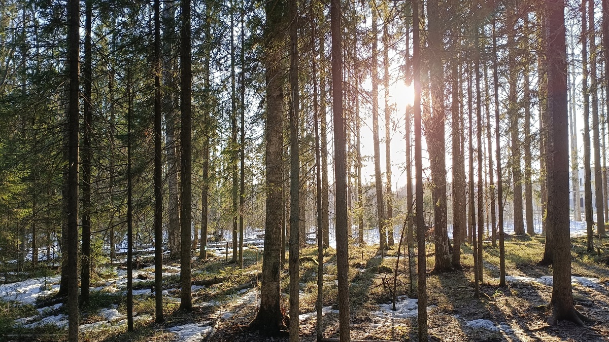    фото: "Столица на Онего"