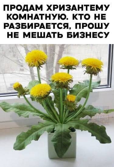 Картинка из Яндекса