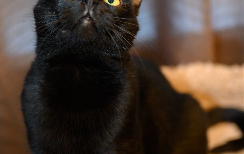 Черная кошечка Николь ищет добрые руки!