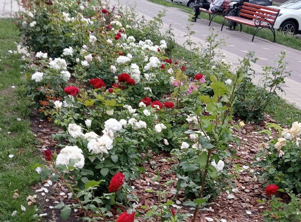    На Народном бульваре в Белгороде высадят больше двух тысяч кустов роз Наталия ИЛЮШНИКОВА