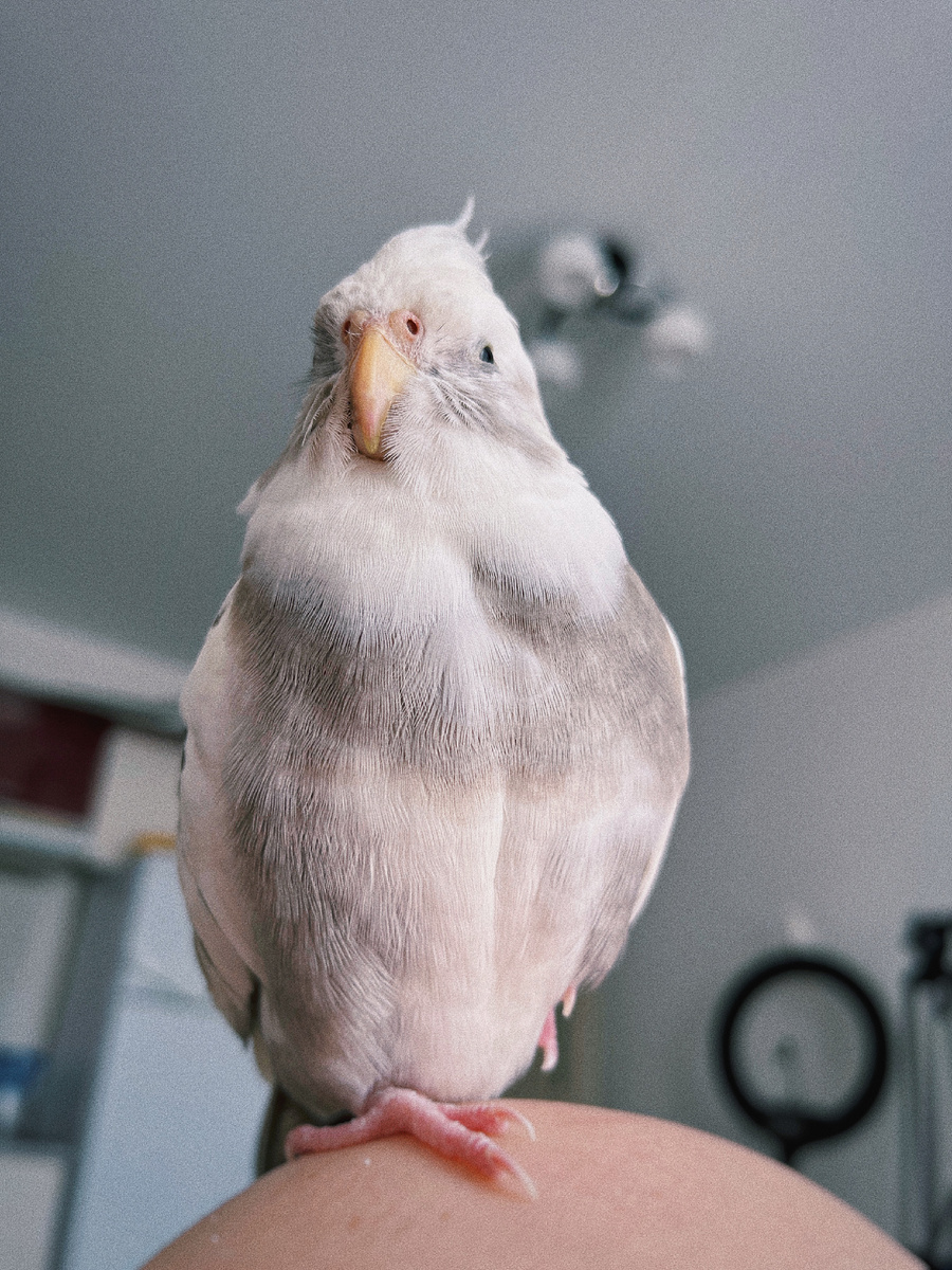 попугаи могут стоять на одной лапе, чтобы сэкономить энергию