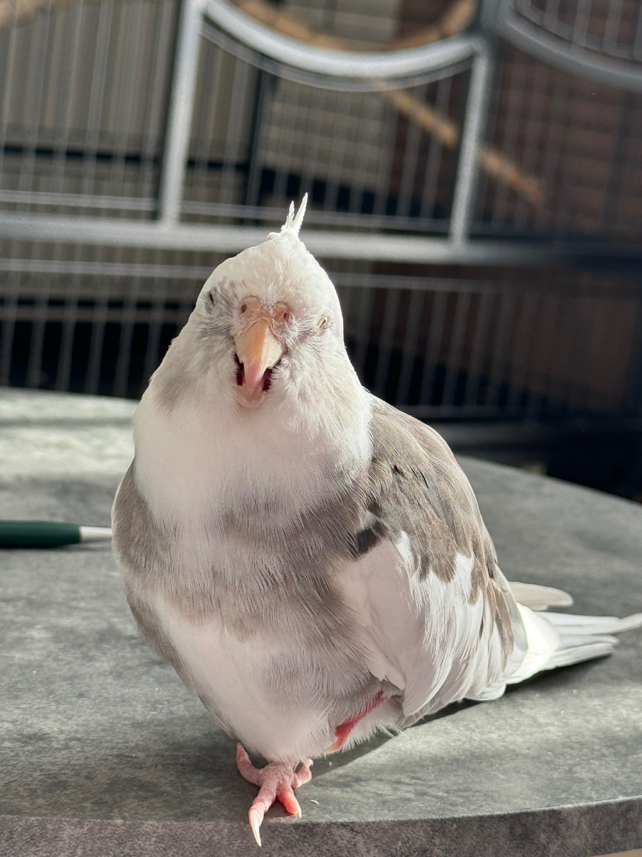 Корелла спит 