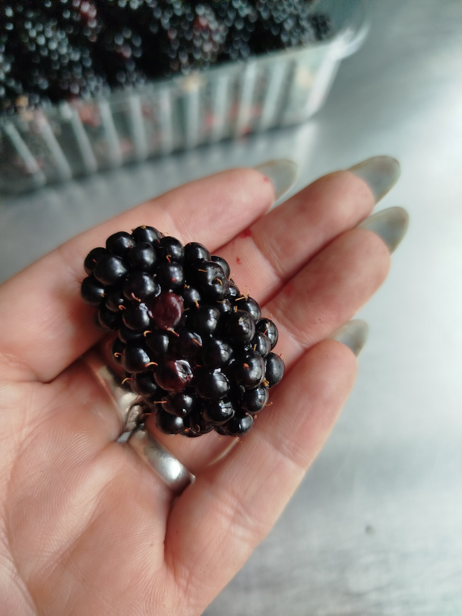 Вот такая огромная ягода, Урожай 2025 г Республика Башкортостан