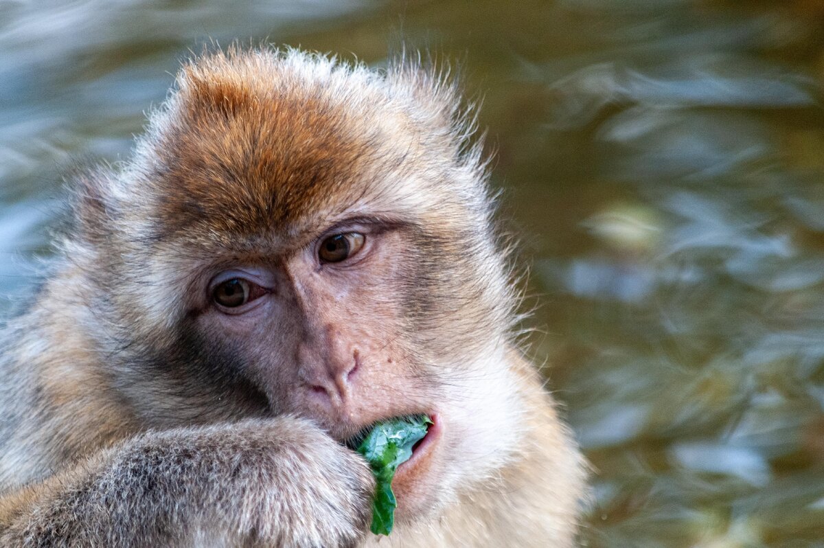 , фото: Goldilock Project/Shutterstock/Fotodom.ru📷Берберская макака