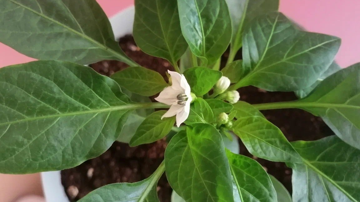 Вот он, коронный цветок в первой развилке. Каждую весну именно здесь я принимаю решение — оборвать или оставить