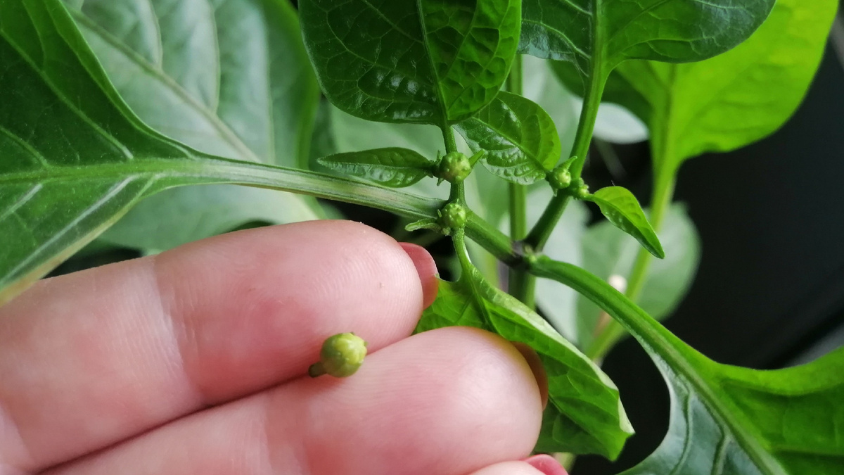 Удаляю аккуратно пальцами у самого основания