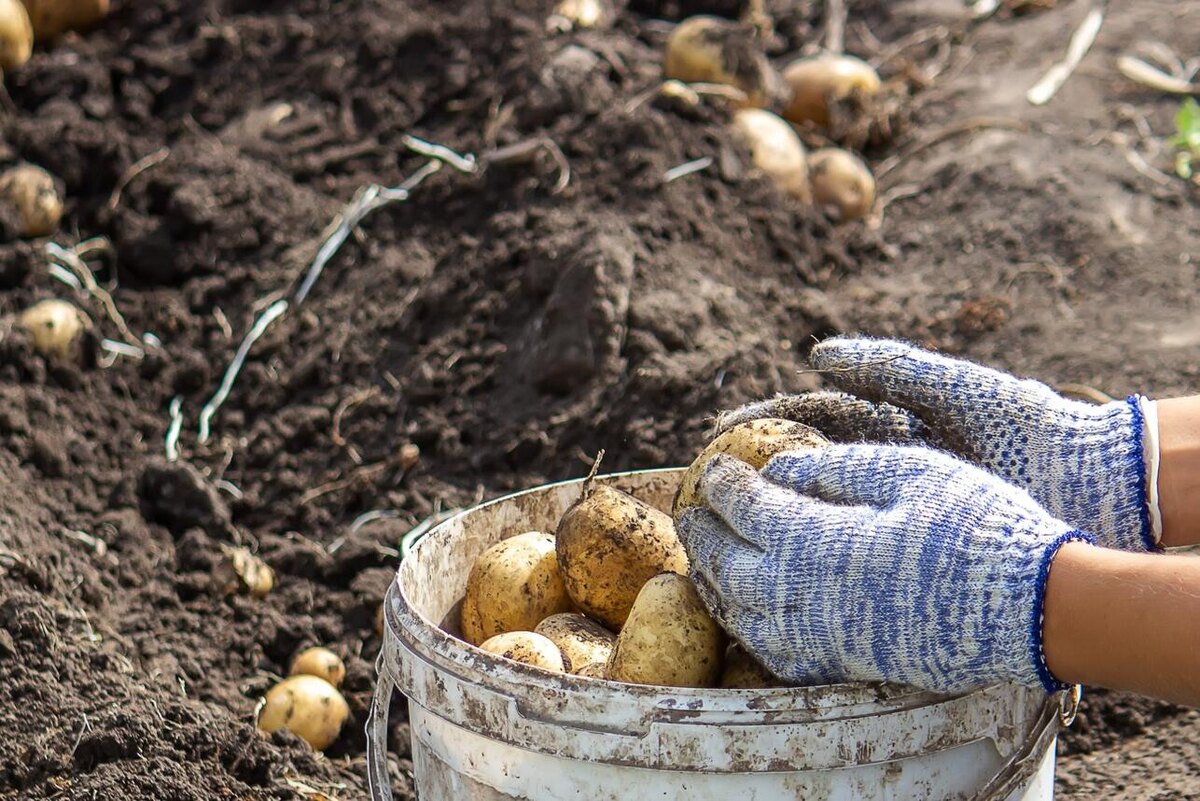    Картофель 123RF/legion-media.ru