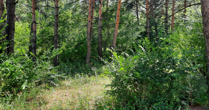 В лесах объявился редкий гриб, дарующий молодость