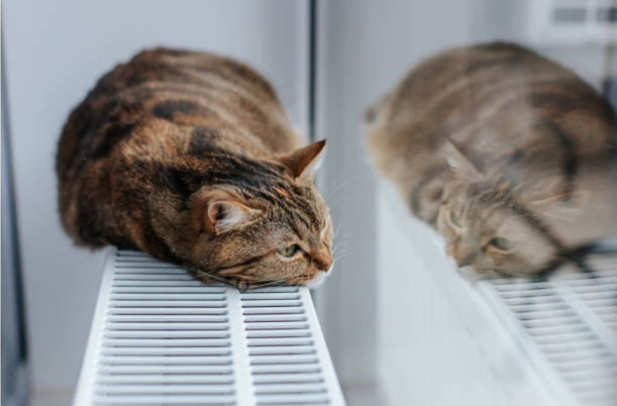 Фото из интернета