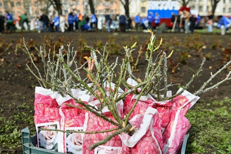    Память о героях живет не только в сердцах, но и в каждом высаженном цветке. Фото (архив): ТГ/Кулемзин