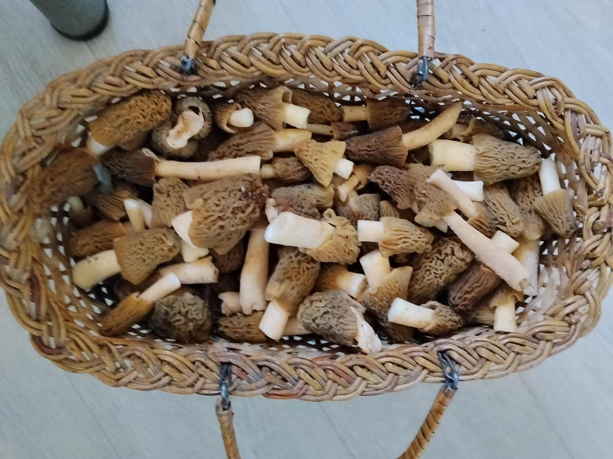 Сморчки, наши первые весенние грибы. Саратовская область. Фото автора.