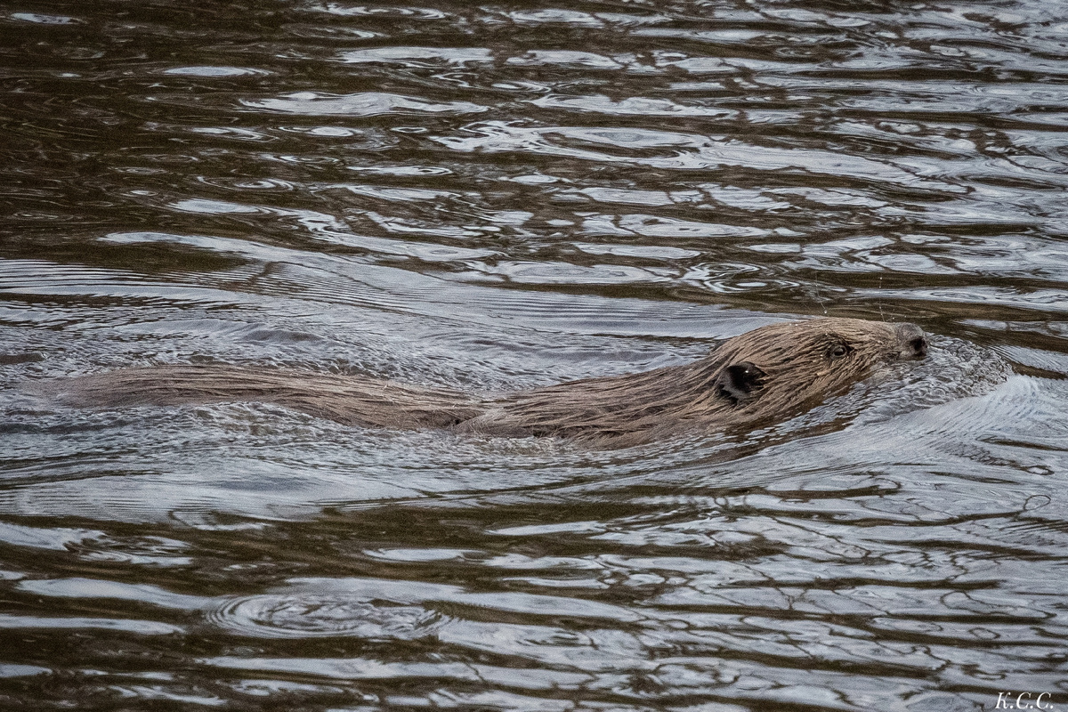 Бобр, фото автора