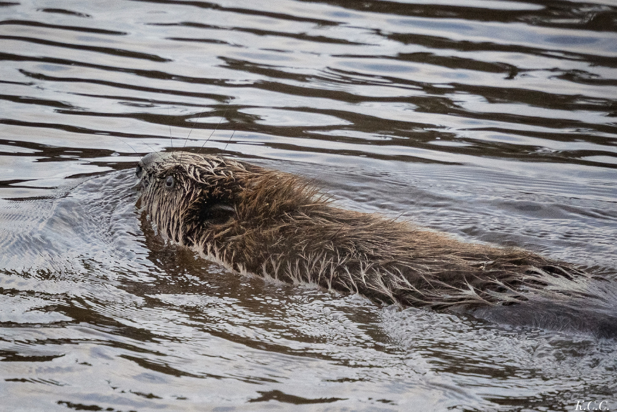Бобр, фото автора