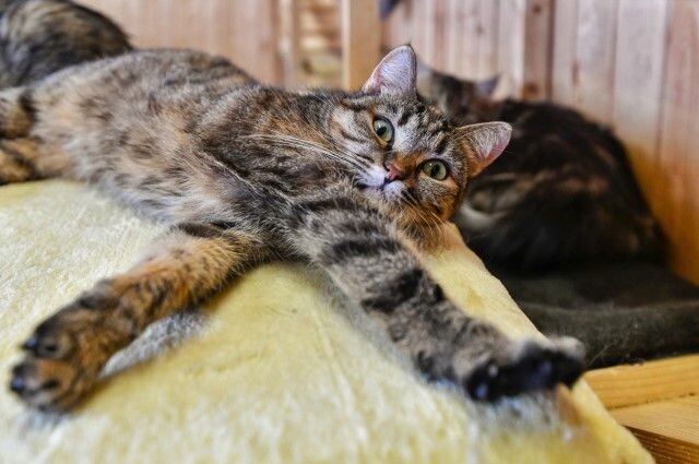 Как отучить кота будить рано утром?