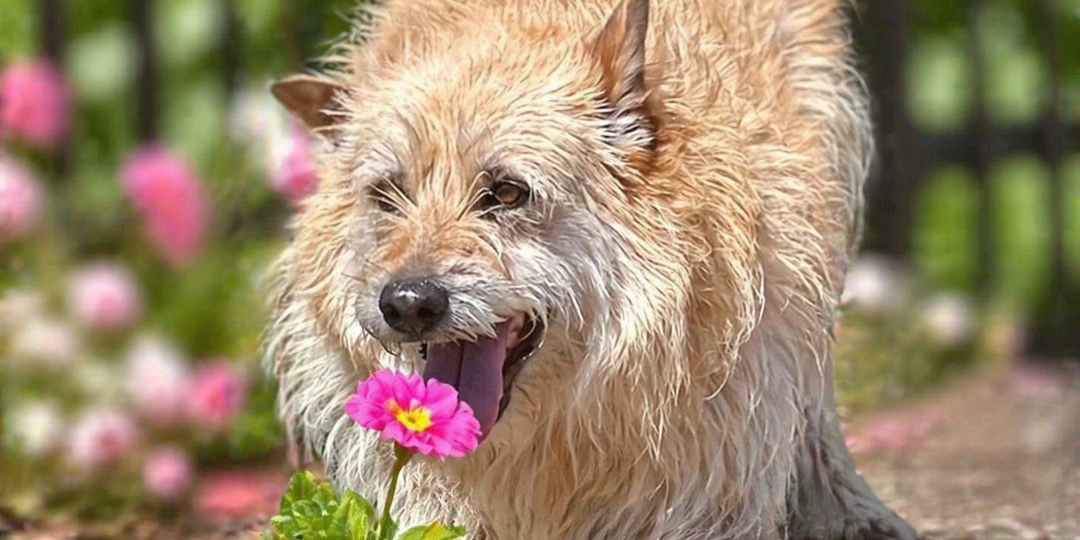 🐾☀️ Познакомьтесь с Габи — её сердце ждёт вас уже не один год. 💖