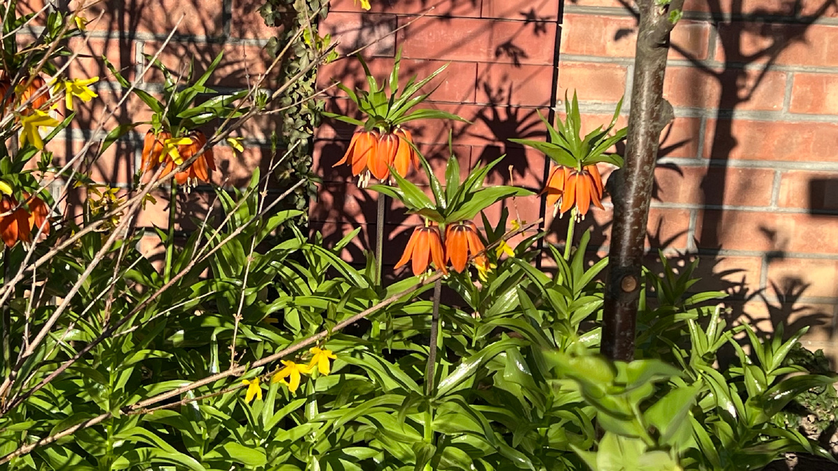 Апрель-2026, рябчики. Фото автора канала