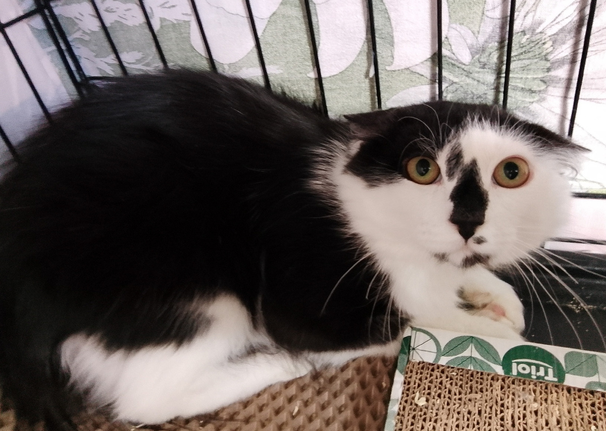Котокоала