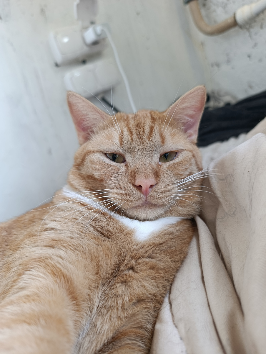 Котище)серьезный растет джентльмен 