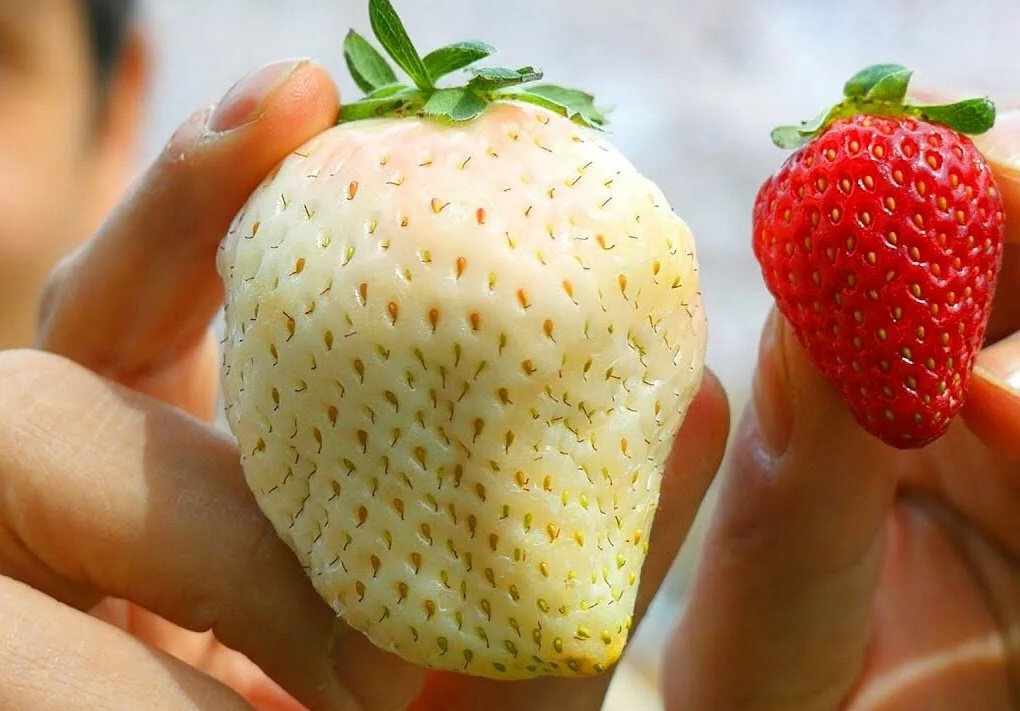 Размер коубники