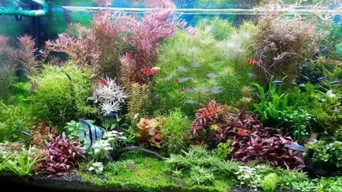 Как удобрять аквариумные растения