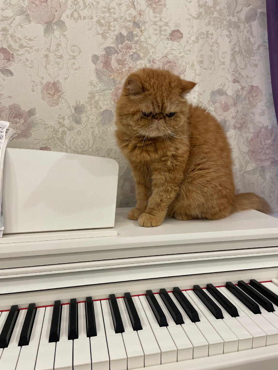 Очень музыкальный мурлыка ❤️