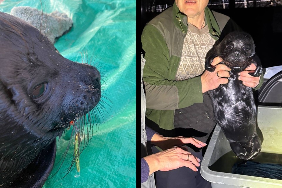    Исхудавшую нерпу доставили в реабилитационный центр. Фото: https://t.me/sealresque