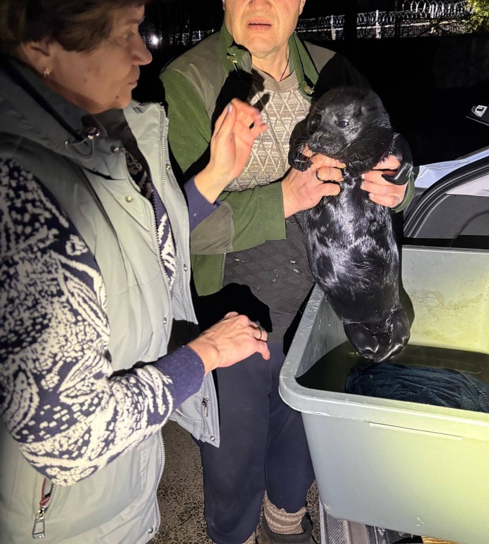    Ветеринар помог и вытащил из губы нерпы рыболовный ключок. Фото: https://t.me/sealresque