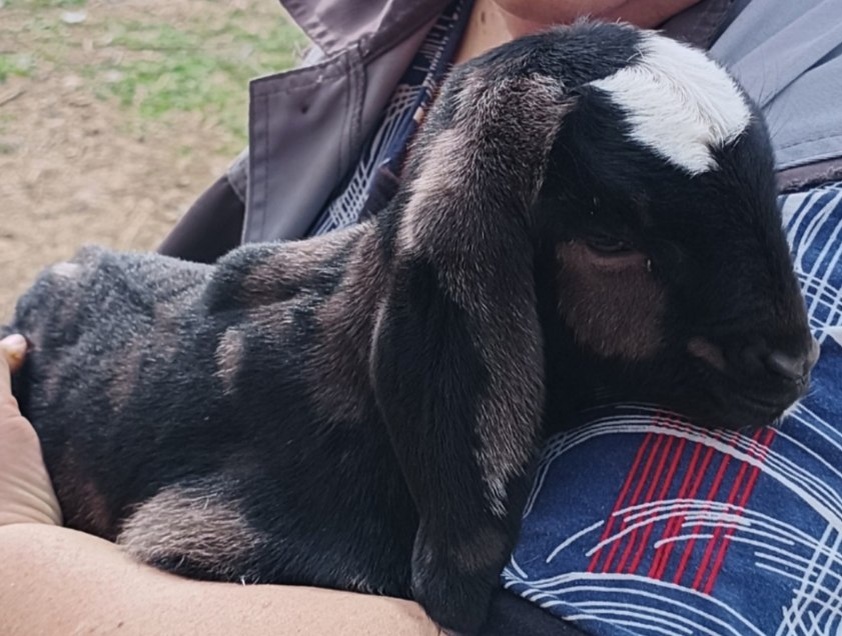 Дара - дар провидения ♥️