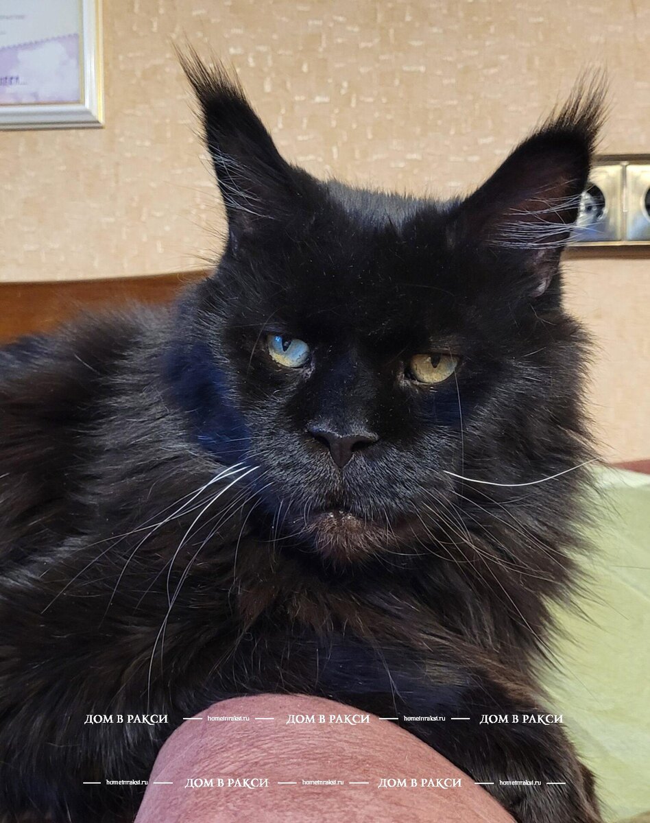 13 лет. NW,16 SC (FIFE) WCh(WCF) Friderick SW&T of Fridericks House DVM DM (FIFE)