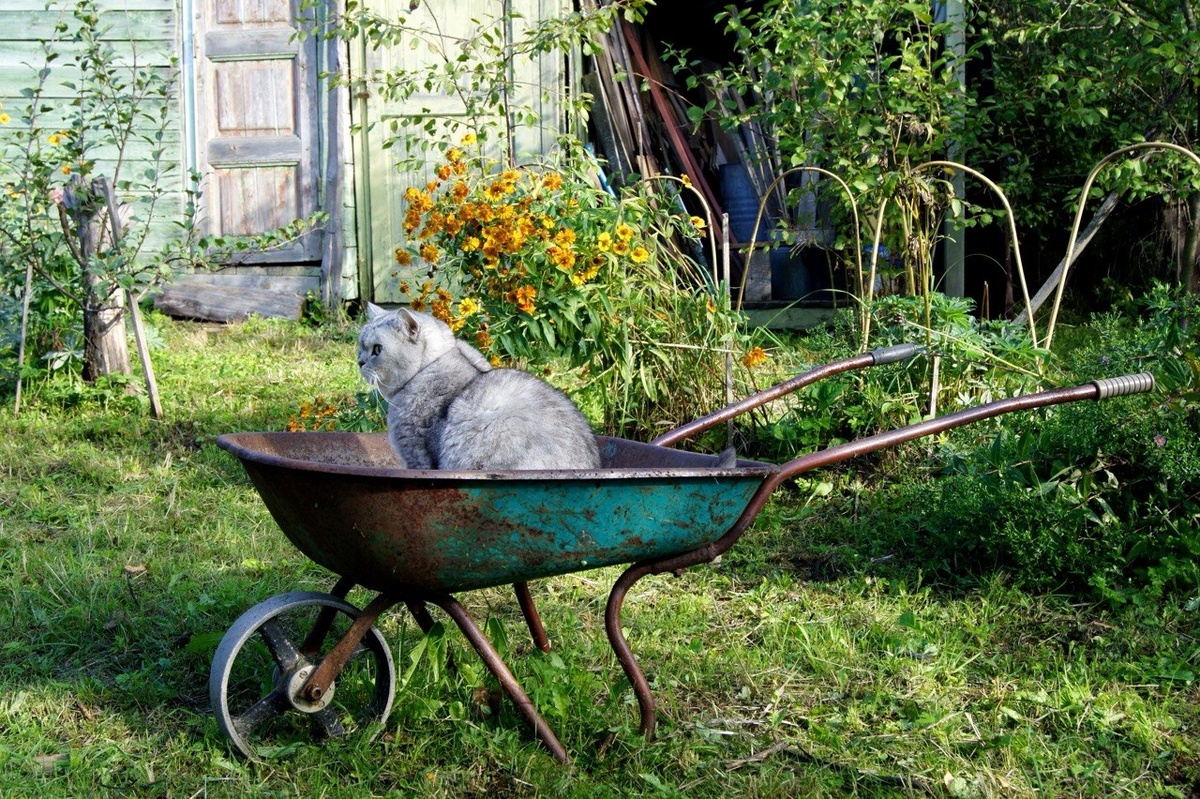 — Хозяйка! Вези давай! Кот из питомника селкирк-рексов Allada Cat