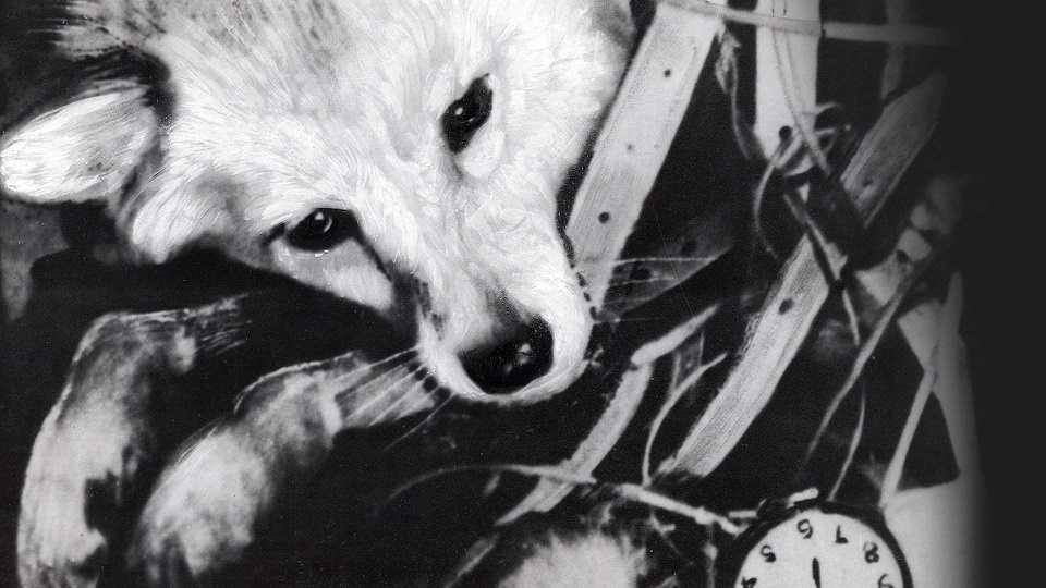 Как дворняги-космонавты проложили путь человеку в космос (и почему Лайке до сих пор ставят памятники)
