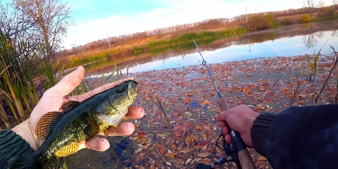 Ротан пропал без вести. 4 криминальные версии для рыболова